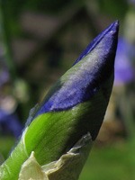 sarbacana_structure1