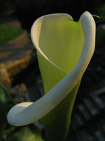 structure_sarbacana2